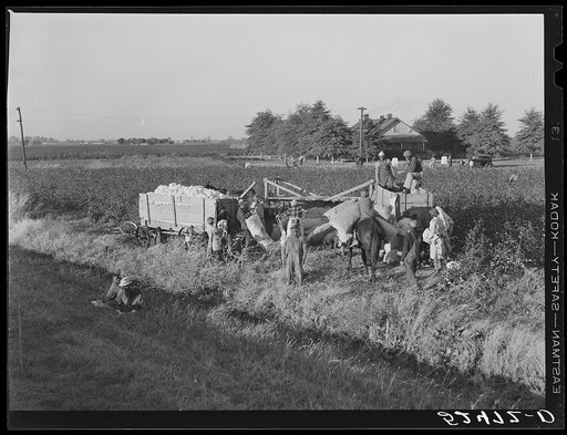 Day laborers bringing bags of cotton from field to be dumped into wagon and taken to the gin near Clarksdale, Mississippi Delta