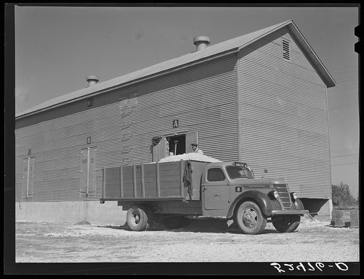Taking cotton seed out of new seed house to be taken to the cotton seed oil plant. Hopson Plantation, Mississippi Delta, near Clarksdale