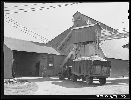 Truckload of cottonseed coming into cottonseed oil plant. Clarksdale, Mississippi Delta