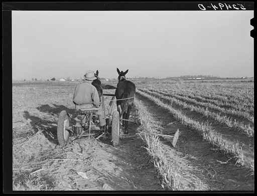 Farmer's son running mowing machine on his land. Sunflower Plantations project, Merigold, Mississippi Delta