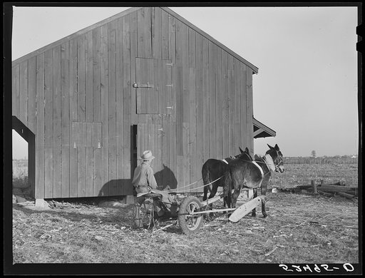 Farmer's son with their new mowing machine, mules and barn on Sunflower Plantation. Merigold, Mississippi Delta