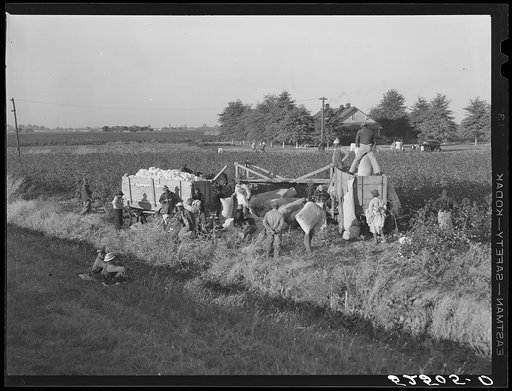 Untitled photo, possibly related to: Day laborers bringing bags of cotton from field to be dumped into wagon and taken to the gin near Clarksdale, Mississippi Delta