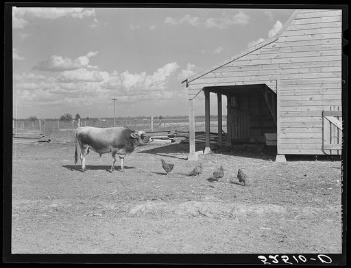 Bull and chickens and new barn belong to tenant purchase client Crowell near Isola, Mississippi Delta