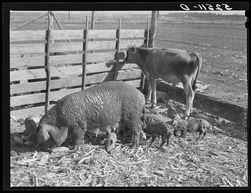 Livestock belonging to tenant purchase family, white, Crowell. Near Isola, Mississippi Delta