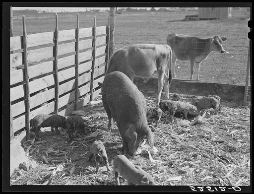Untitled photo, possibly related to: Livestock belonging to tenant purchase family, white, Crowell. Near Isola, Mississippi Delta
