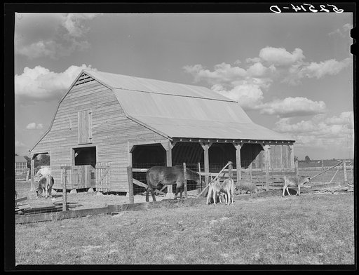 New barn and livestock belonging to white tenant purchase family, Crowell. Near Isola, Mississippi Delta