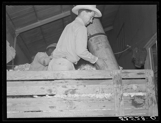 Mexican day laborer taking the cotton from the truck into the gin through large metal suction tube. Hopson Plantation, Clarksdale, Mississippi Delta