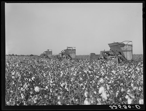 Untitled photo, possibly related to: Three international pickers in a cotton field on Hopson Plantation, Mississippi Delta