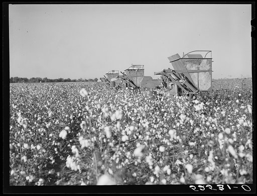 Untitled photo, possibly related to: Three international pickers in a cotton field on Hopson Plantation, Mississippi Delta