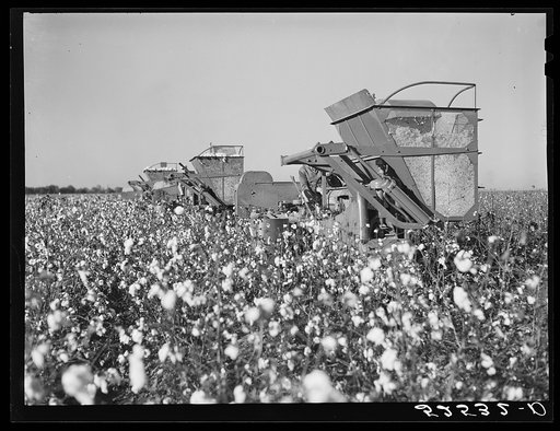 Untitled photo, possibly related to: Three international pickers in a cotton field on Hopson Plantation, Mississippi Delta