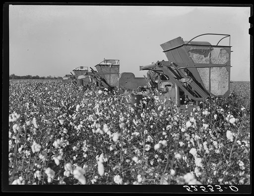 Three international pickers in a cotton field on Hopson Plantation, Mississippi Delta