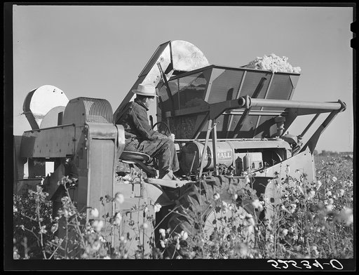 Untitled photo, possibly related to: International cotton pickers in cotton field. Hopson Plantation, near Clarksdale, Mississippi Delta
