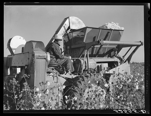 International cotton pickers in cotton field. Hopson Plantation, near Clarksdale, Mississippi Delta