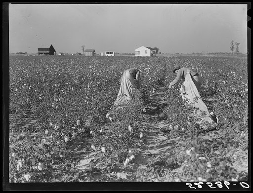 Project farmer and son picking their cotton. Sunflower Plantation, Merigold, Mississippi