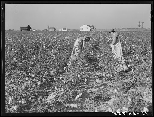 Untitled photo, possibly related to: Project farmer and son picking their cotton. Sunflower Plantation, Merigold, Mississippi