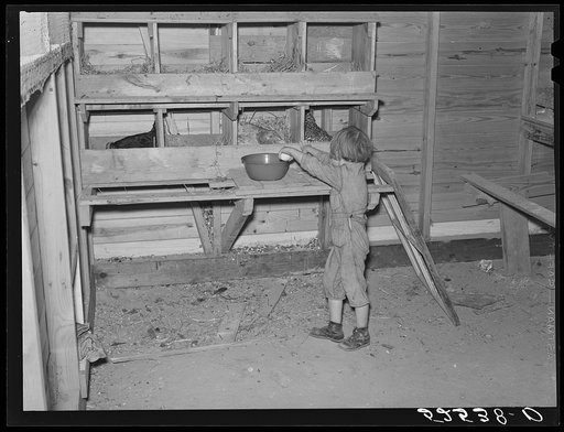 Project farmer's daughter gathering eggs in a new chicken house. Sunflower Plantation, Merigold, Mississippi