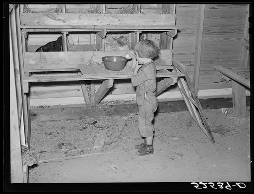 Untitled photo, possibly related to: Project farmer's daughter gathering eggs in a new chicken house. Sunflower Plantation, Merigold, Mississippi