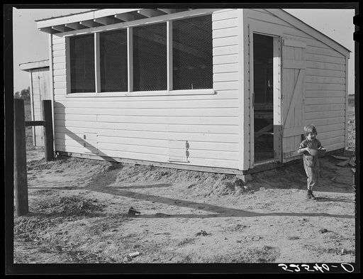 Untitled photo, possibly related to: Project farmer's daughter gathering eggs in a new chicken house. Sunflower Plantation, Merigold, Mississippi