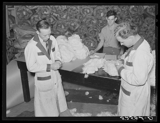 Classing cotton. Mid-South Cotton Growers Association, Memphis, Tennessee