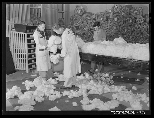 Classing cotton. Mid-South Cotton Growers Association, Memphis, Tennessee