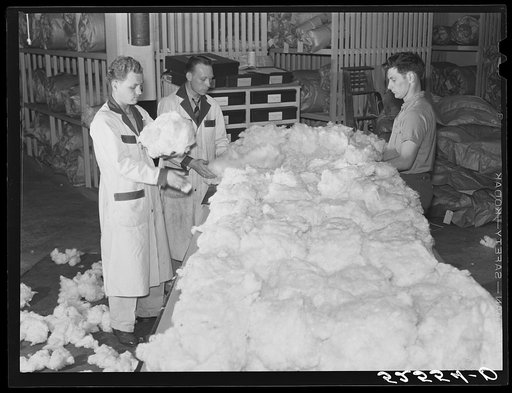 Classing cotton. Mid-South Cotton Growers Association, Memphis, Tennessee