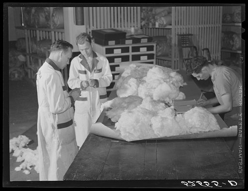 Untitled photo, possibly related to: Classing cotton. Mid-South Cotton Growers Association, Memphis, Tennessee