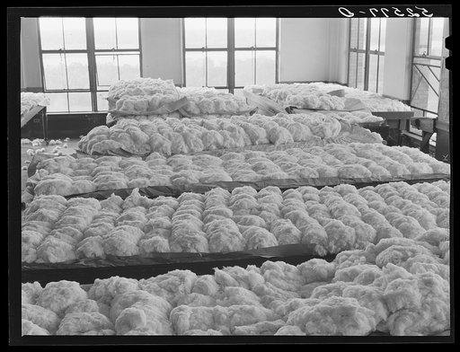 One of the finest and newest cotton rooms in Memphis, Tennessee. These are samples of cotton on the tables