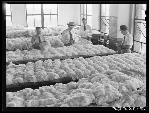 Untitled photo, possibly related to: One of the finest and newest cotton rooms in Memphis, Tennessee. These are samples of cotton on the tables