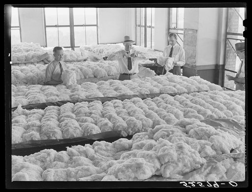 Classing cotton in one of the best and most modern classing rooms. Memphis, Tennessee