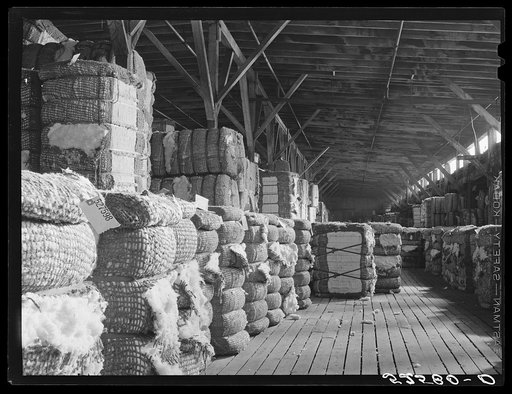 Cotton after it leaves the gin is taken to the warehouse where it is stored, samples are taken and then it goes to the compress. Memphis, Tennessee