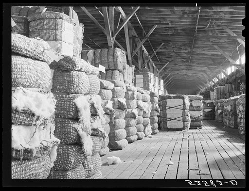Cotton after it leaves the gin is taken to the warehouse where it is stored, samples are taken and then it goes to the compress. Memphis, Tennessee