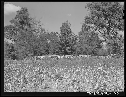 Tents for transient Mexican labor brought from Texas by contractor for the duration of cotton picking season. Hopson Plantation, near Clarksdale, Mississippi Delta