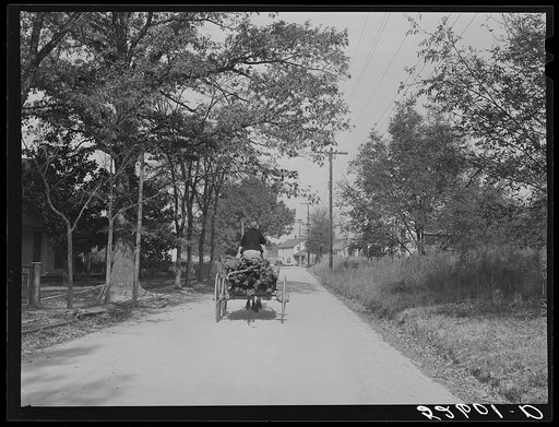 Mr. Brinkley hauling wood for winter fuel in mule-drawn wagon near Stem. Granville County, North Carolina