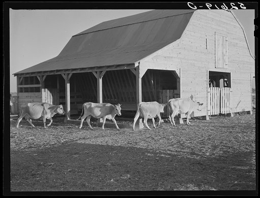 Jersey cows and new barn belonging to Mr. Crowell, tenant purchase client near Isola, Mississippi Delta