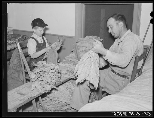Untitled photo, possibly related to: The Titus Oakley family stripping, tying and grading tobacco in their bedroom. Shoofly, Granville County, North Carolina. See subregional notes. November 16, 1939
