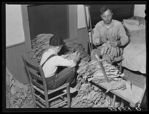 Titus Oakley's daughter helping in the grading and tying of tobacco in their bedroom as it had gotten too cold to work in the strip house. She is eight years old and is "taking off" the tobacco. Shoofly, Granville County, North Carolina