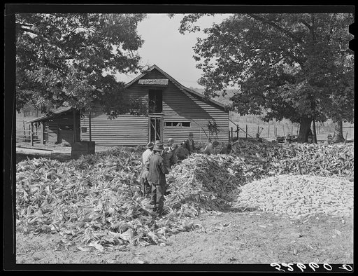 Untitled photo, possibly related to: Cornshucking at Mrs. Fred Wilkins' farm, Tallyho, near Stem. Granville County, North Carolina
