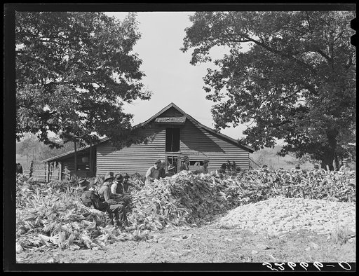 Untitled photo, possibly related to: Cornshucking at Mrs. Fred Wilkins' farm, Tallyho, near Stem. Granville County, North Carolina
