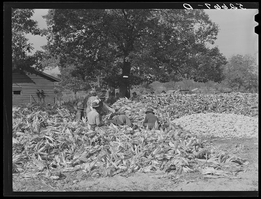 Untitled photo, possibly related to: Cornshucking at Mrs. Fred Wilkins' farm, Tallyho, near Stem. Granville County, North Carolina