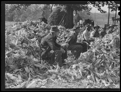 Cornshucking at Mrs. Fred Wilkins' farm, Tallyho, near Stem. Granville County, North Carolina