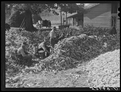 Cornshucking at Mrs. Fred Wilkins' farm, Tallyho, near Stem. Granville County, North Carolina