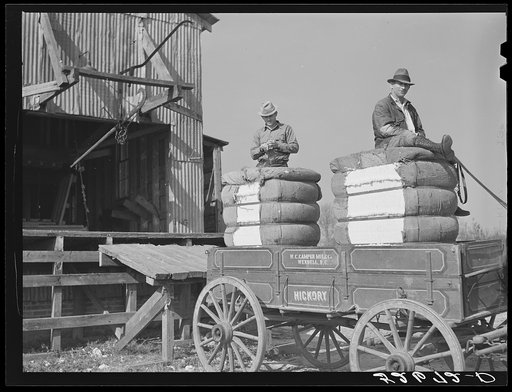 Joe Morgan, tenant on W.R. White farm ready to leave the C.W. Lassiter gin with two bales of cotton on his wagon. Wake County, Wendell, North Carolina