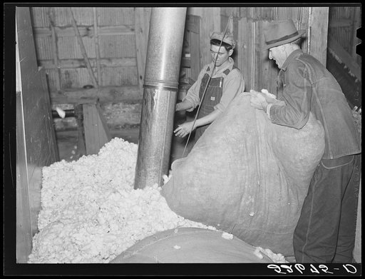 C.N. Roberts who owns his own farm near Roseville, brought his cotton to the Lassiter gin in Knightdale, Wake County, North Carolina. This gin which is operated by Mr. Faison has ginned only two hundred and fifty bales of cotton this season and doesn't expect much more. The boll weevil got most of t