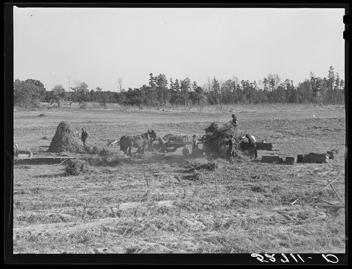 Baling hay on the Mary E. Jones place, of about 140 acres. The sons, W.E. and R.E. Jones, own ninety-nine acres and sixty acres respectively. There are eight mules on the entire place, two cows and this year forty acres in tobacco. There is no cotton. They have owned it about forty-five years. It is
