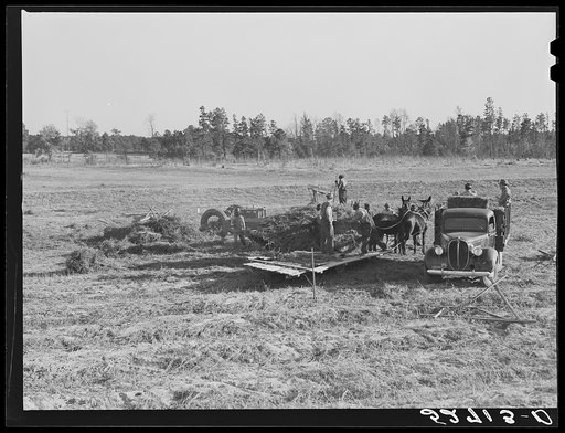 Untitled photo, possibly related to: Baling hay on the Mary E. Jones place, about 140 acres. The sons, W.E. and R.E. Jones, own ninety-nine acres and about sixty acres respectively. There are eight mules on the entire place, two cows, and this year, forty acres in tobacco, no cotton. They have owned