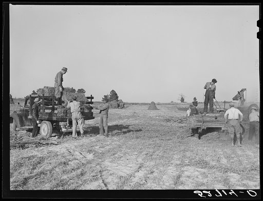 Baling hay on the Mary E. Jones place, about 140 acres. The sons, W.E. and R.E. Jones, own ninety-nine acres and about sixty acres respectively. There are eight mules on the entire place, two cows, and this year, forty acres in tobacco, no cotton. They have owned it about forty-five years. It is on 