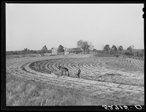 Untitled photo, possibly related to: Negro plowing field a half mile from the Jones place going toward Wake Forest, on Route No. 91, Wake County, North Carolina
