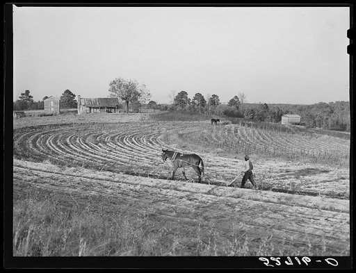 Negro plowing field a half mile from the Jones place going toward Wake Forest, on Route No. 91, Wake County, North Carolina