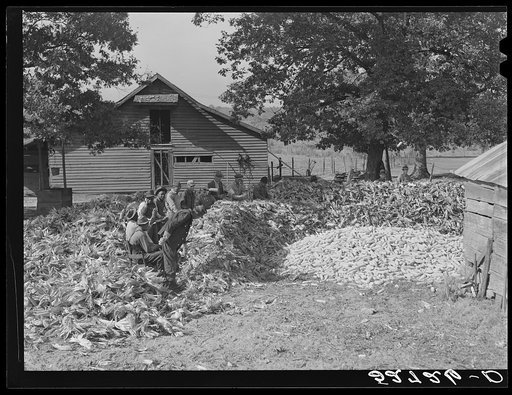 Cornshucking on Mr. Fred Wilkin's farm Tallyho near Stem, Granville County, North Carolina