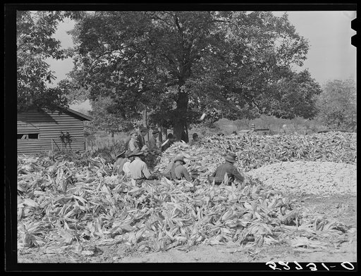 Cornshucking on Mr. Fred Wilkins' farm Tallyho. Near Stem, Granville County, North Carolina